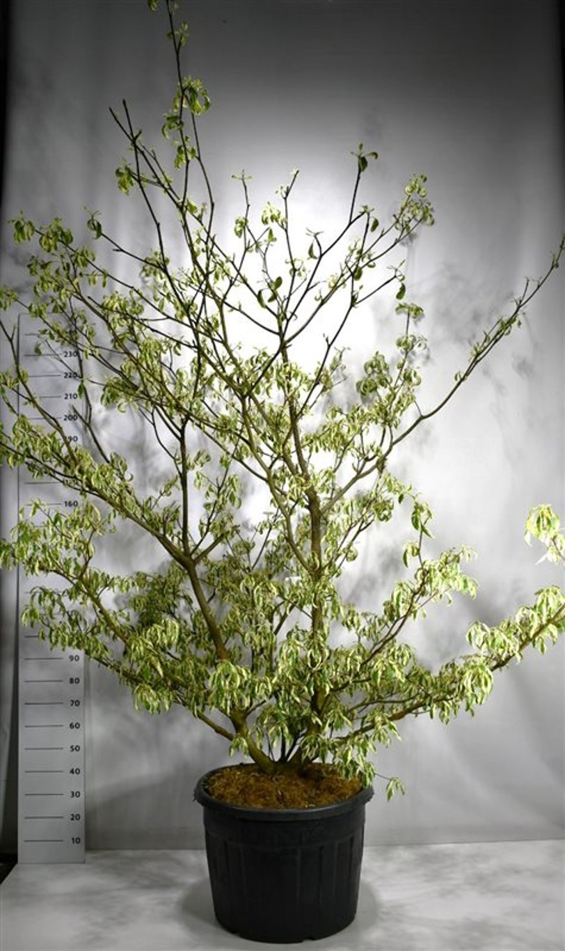 Cornus controversa 'Variegata' - 200-250 CM in Cont.